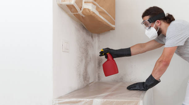 Professional Basement Mold Remediation technician working in Commerce City, CO