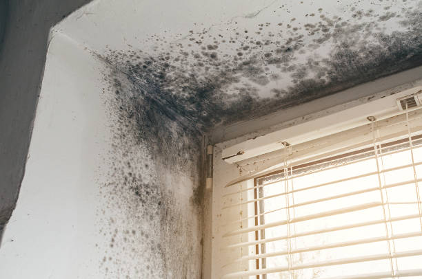 Affordable Basement Mold Remediation solutions in Commerce City, CO